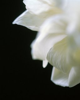 »Untitled (White flower)«, 2013