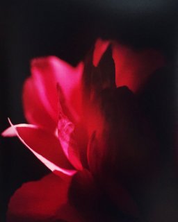 »Untitled (Dark flower)«, 2015